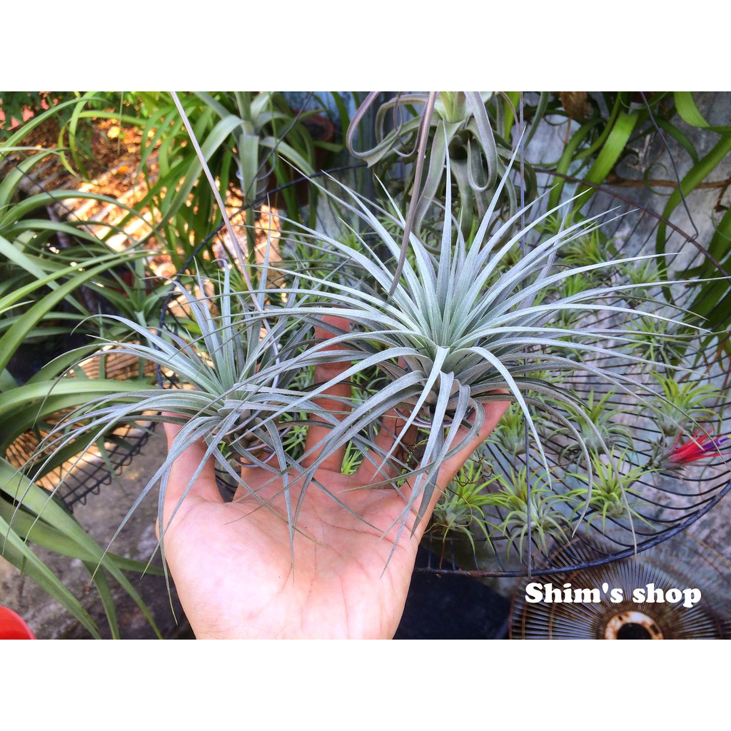 Cây Không Khí Cotton Candy (Stricta snow) - tặng móc treo