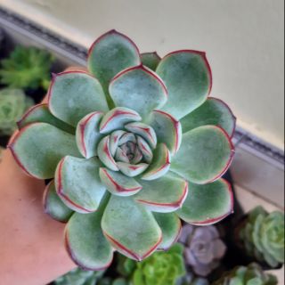 Sen đá viền đỏ