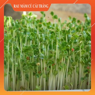 Hạt Giống Rau Mầm Củ Cải Trắng