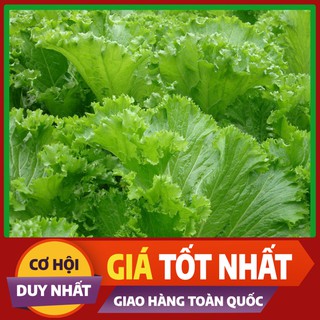 Hạt giống Cải Bẹ Vàng - rau ăn lá ngắn ngày