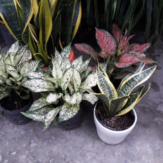 Cây Ngọc Ngân - Kèm Chậu Sứ