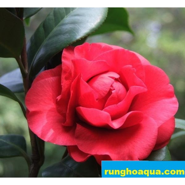 cây hoa hồng trà - runghoaqua.com - freeship Hà Nội