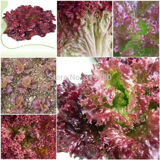 Bán buôn, bán lẻ - Hạt giống xà lách xoăn tím gói 0,2 gram xuất xứ Việt Nam tại thietbinhavuon_chất lượng.