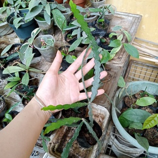 Cây giống quỳnh xương cá