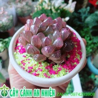 Chậu cây kim cương copi tím