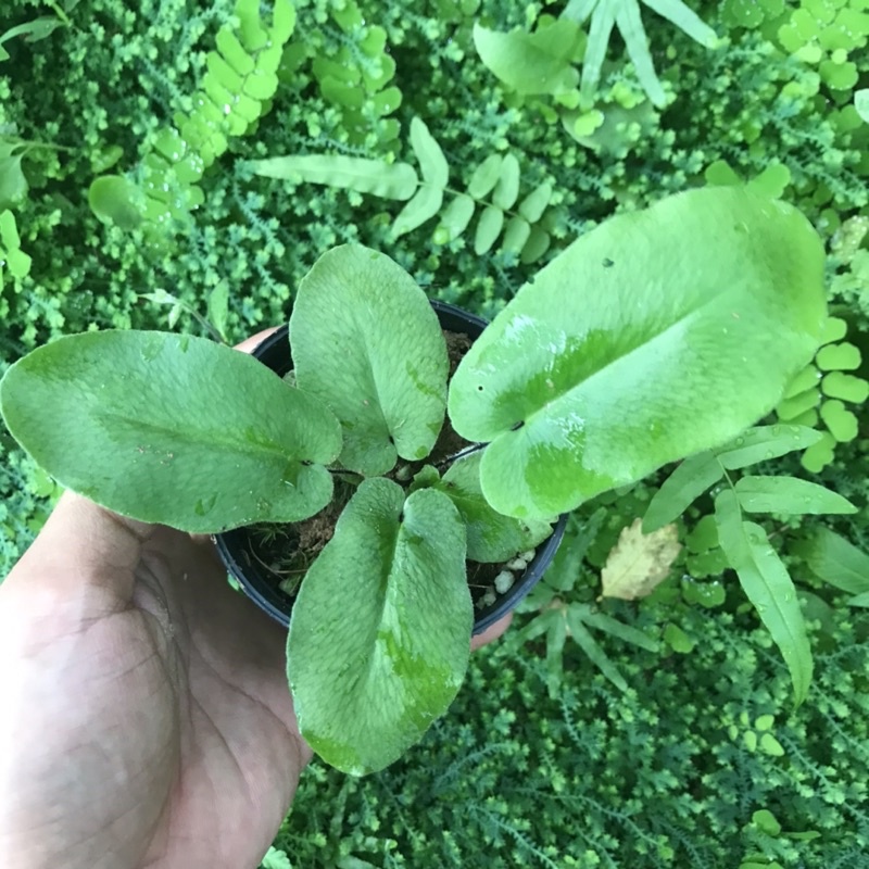 Dương xỉ Hemionitis Arifolia