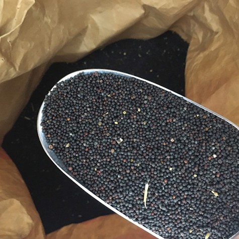 HẠT Cải Cho chim yến hót cu gáy 1kg
