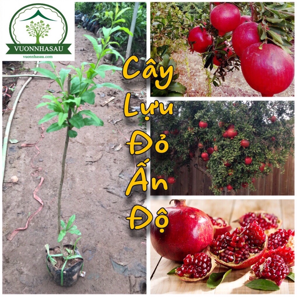 Cây Lựu Đỏ chiết cành
