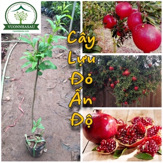 Cây Lựu Đỏ chiết cành