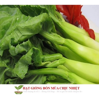 Hạt giống Cải Ngồng MậP 300 Hạt