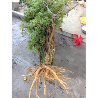 Rễ Đinh Lăng Khô ( Thái Lát 1kg)