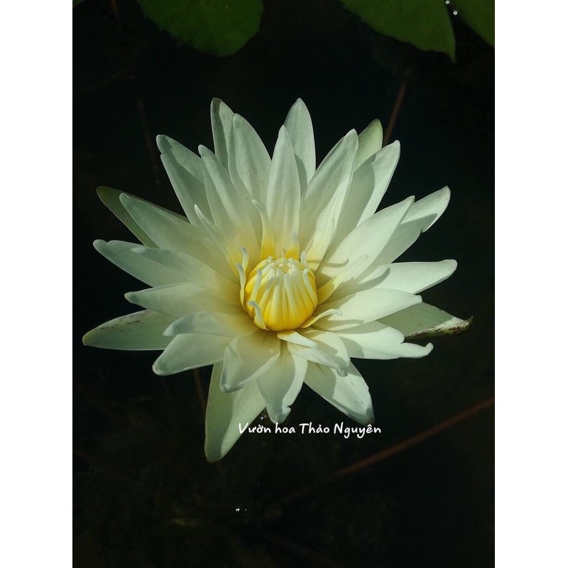 Cây hoa súng Thái Lan - Trắng Tinh Khôi Josephin Đ-06