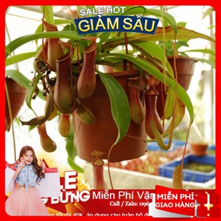 Hạt giống cây nắp ấm - 10 hạt / gói