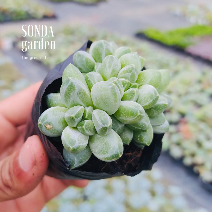 Sen đá kim cương trắng bụi SONDA GARDEN size bé 4-5cm, xuất xứ Đà Lạt, khoẻ đẹp, lỗi 1 đổi 1