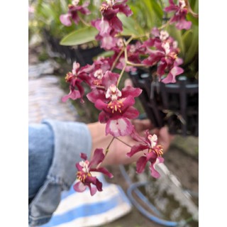 hoa lan vũ nữ chocolate