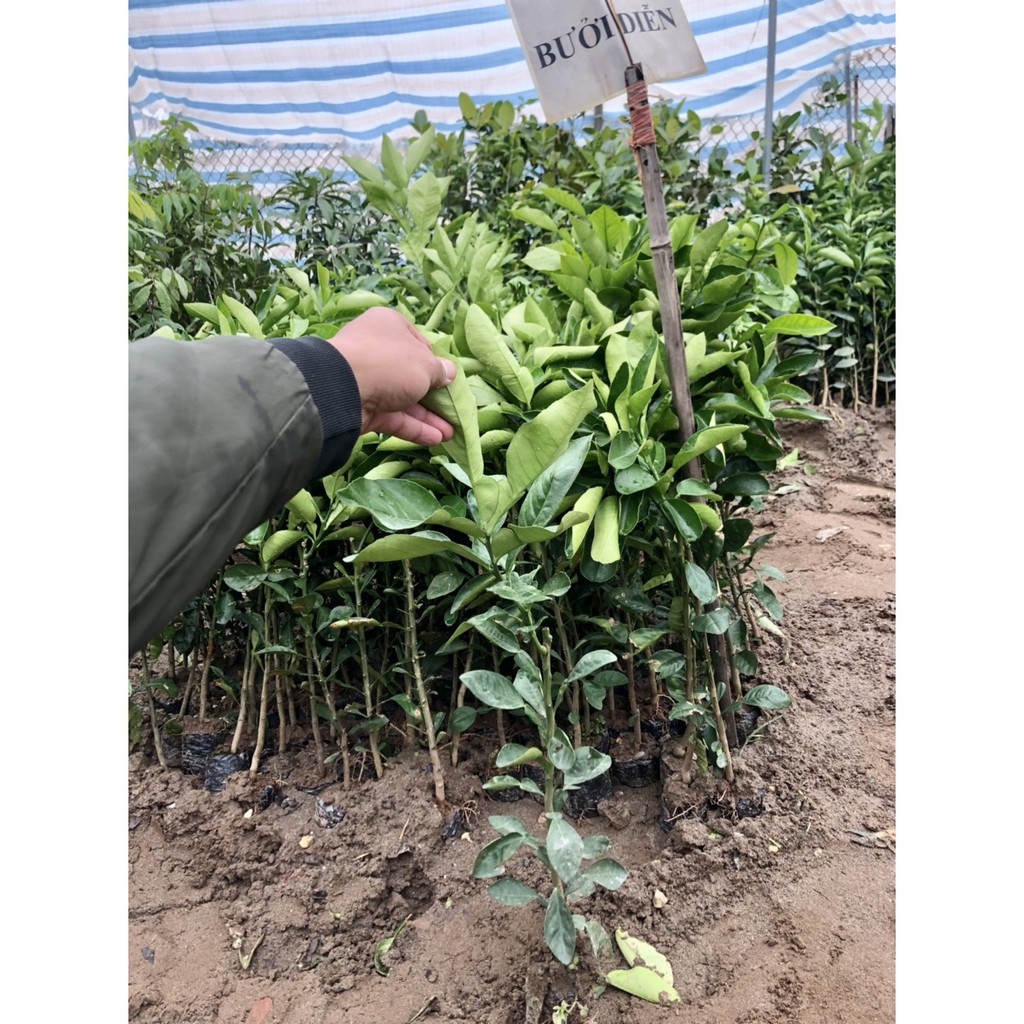 Cây bưởi Diễn - THẾ GIỚI HOA CÂY CẢNH - cao 70cm cho quả siêu sớm.