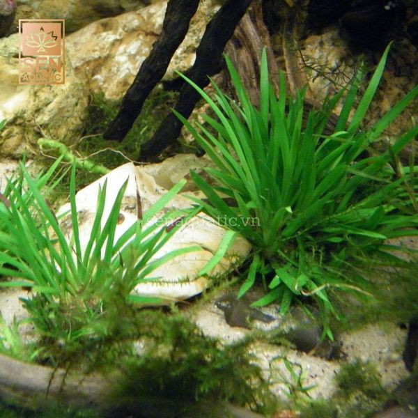 Cây Thạch Xương Bồ