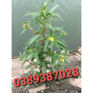 cây rau mương tươi,1kg