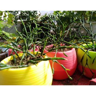 Cây lộc nhung (sen đá sừng hươu)