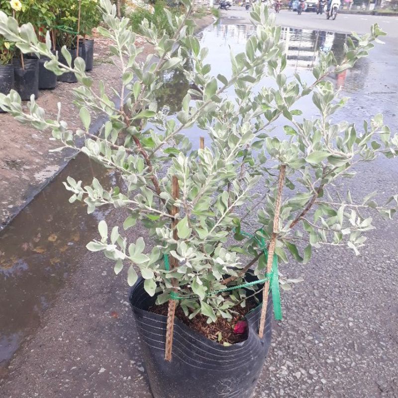 Cây tuyết sơn phi hồng