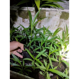 Cây chiều tím