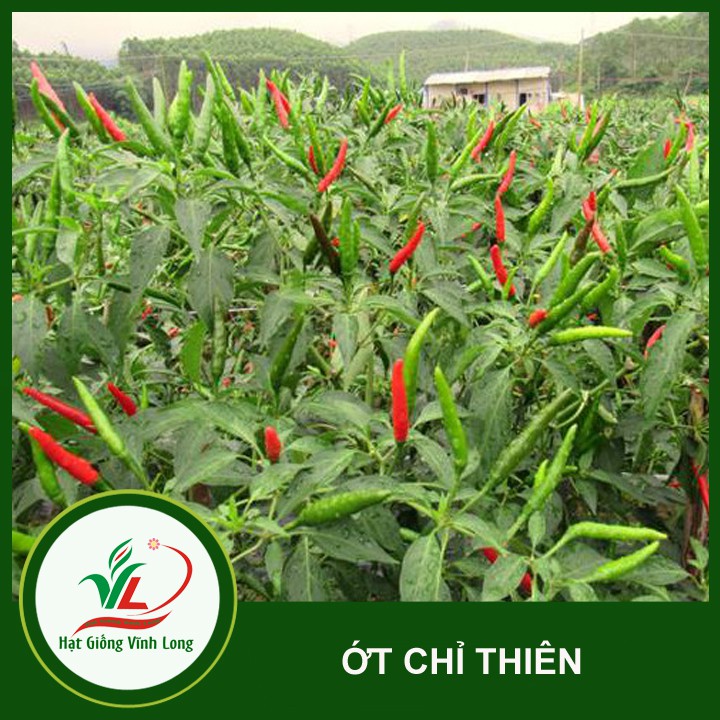 Hạt giống ớt chỉ thiên F1 TN 378 - 0,4g