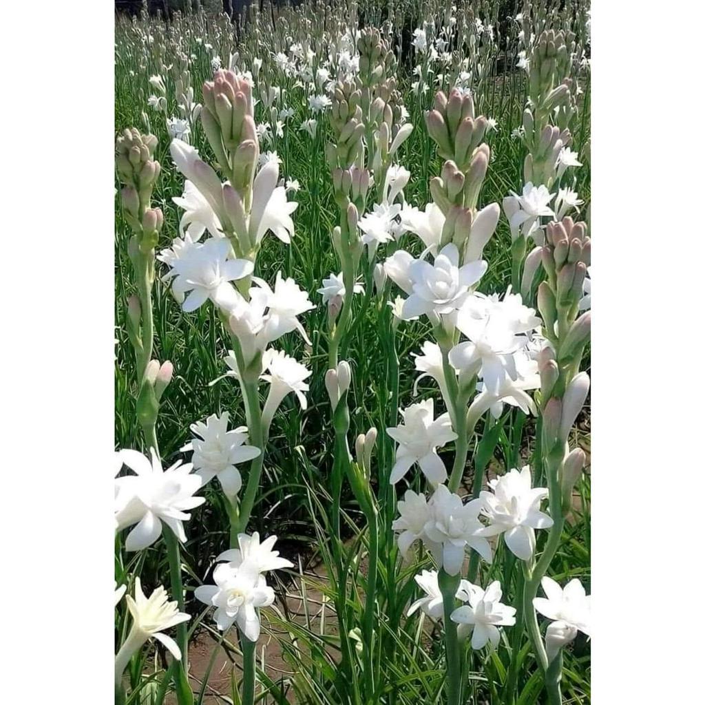 Combo 10 CỦ  HUỆ THƠM CÁNH KÉP mix đủ màu