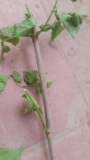 Cành dâu tằm tươi 500g