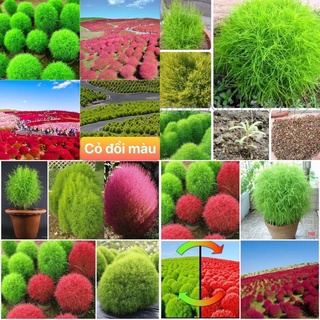 Hạt giống cỏ đổi màu kochia nhật bản gói 100 hạt