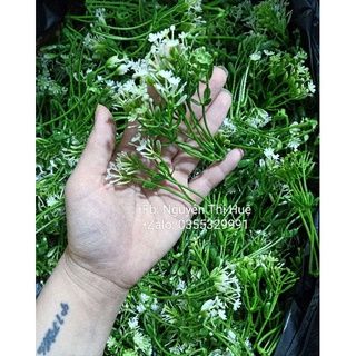 100gr cỏ điểm hoa nhí dùng trang trí hoa