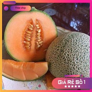 Hạt giống Dưa lưới F1 (Ruột cam, Siêu ngọt)