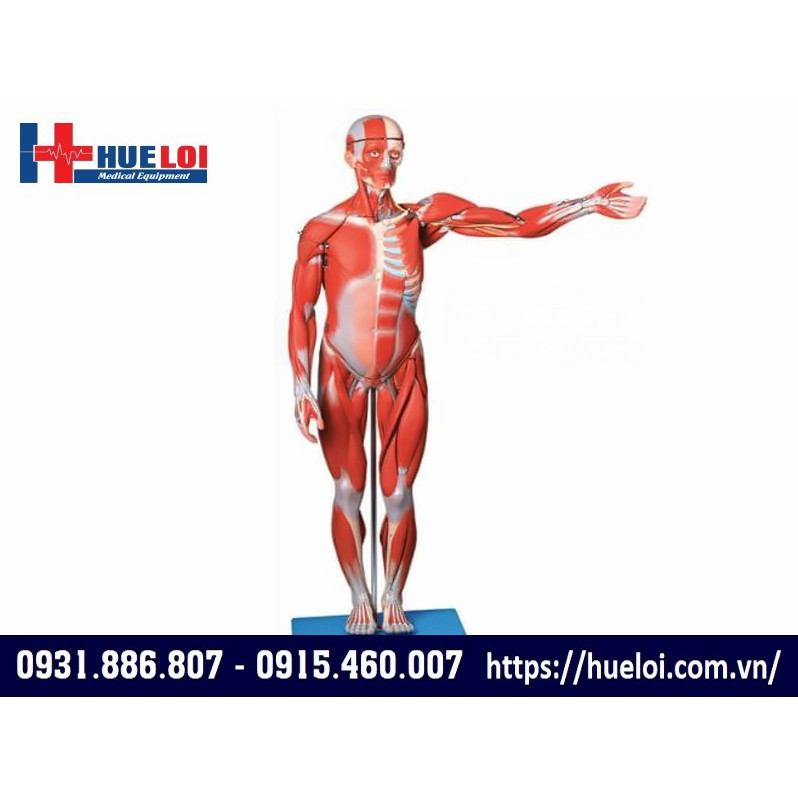 MÔ HÌNH GIẢI PHẪU CƠ VÀ NỘI TẠNG TOÀN CƠ THỂ 170CM