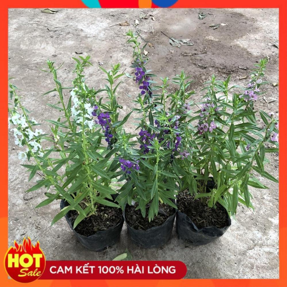 Cây hoa ngọc hân (violet nhật) cao 20cm hoa nở đẹp dễ trồng và chăm sóc lá xanh mướ.