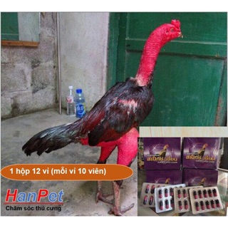 1 vỉ kích lông gà chọi gà tre gà đòn