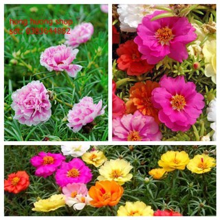 Hạt giống hoa mười giờ Mỹ mix