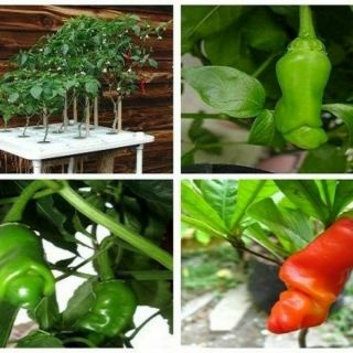Hạt giống ớt peter (ớt cu tí) 20 hạt