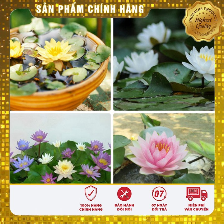 SET 10 HẠT Hạt Giống Hoa Súng Mini Thái Lan 10 Màu