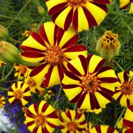 Hạt Giống Hoa Vạn Thọ Sọc (gói 150 hạt, tặng phân)