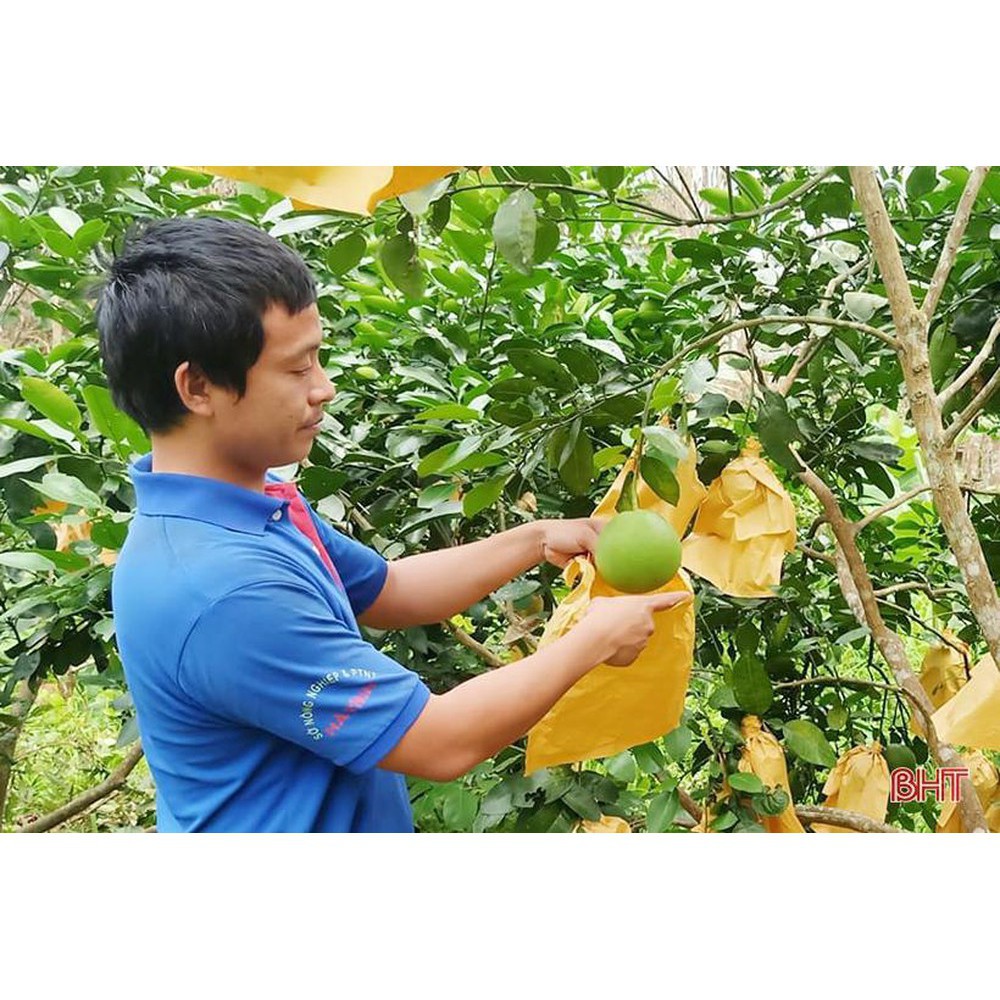 Com bo 1000 túi bọc bưởi giấy không thấm nước