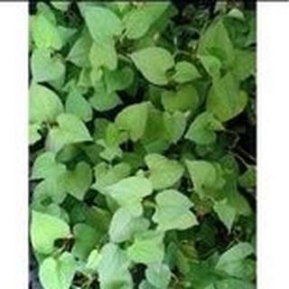 Chậu rau diếp cá ( chậu cây diếp cá)