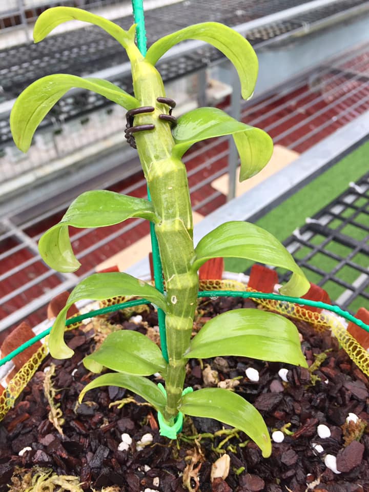 (shop uy tín) Hoa lan phi điệp-tím yên tử(cao 30cm ,trồng thuần ấm chậu) uy tín chất lượng