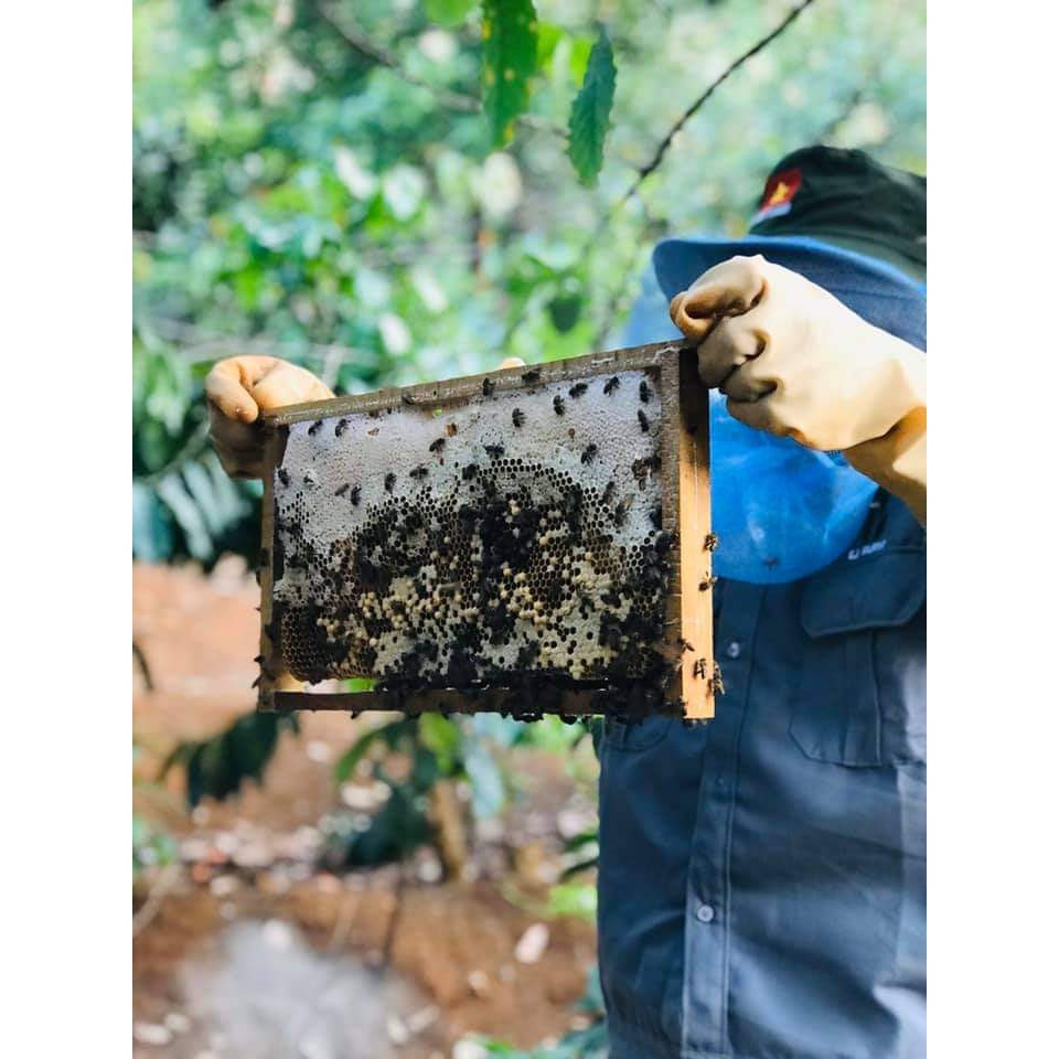 Mật ong nguyên chất hoa cà phê ej farm - set 2 hũ (mật ong rừng) | BigBuy360 - bigbuy360.vn