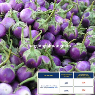 1GR - HẠT GIỐNG CÀ PHÁO TÍM