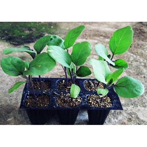 ( HOT ) Hạt giống cà bát xanh cao sản (cà da ếch) 0.5gr