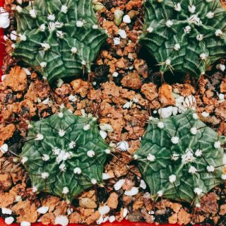 Xương rồng lb việt