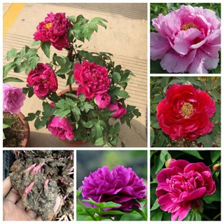 CỦ HOA MẪU ĐƠN ĐÃ CÓ MẦM (4 MÀU) [shop uy tín]