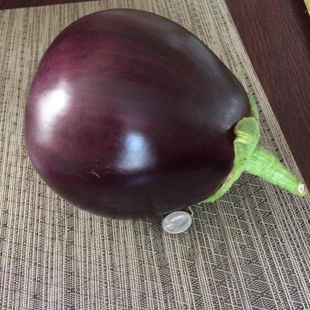 30 hạt giống cà tím đài bắc khổng lồ