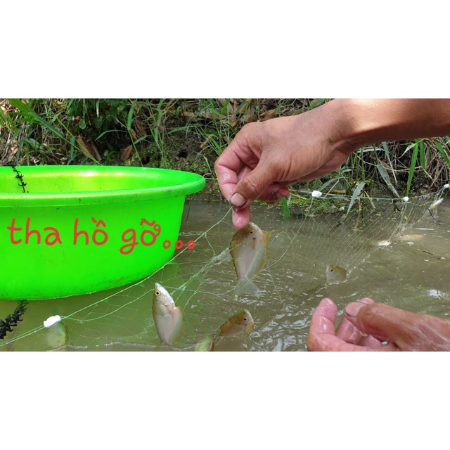 Lưới giăng cá sặc 10m 45k