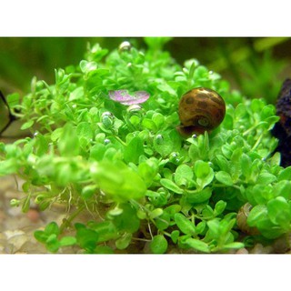 HẠT GIỐNG CỎ TRÂN CHÂU - (1500 ~ 2000 Hạt/ ống)