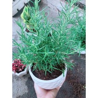 Chậu cây hương thảo (Có chậu sứ)